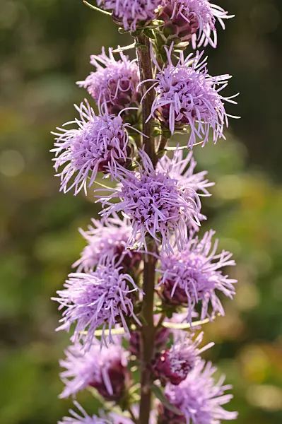 476147 - Rough blazing star (Liatris aspera)