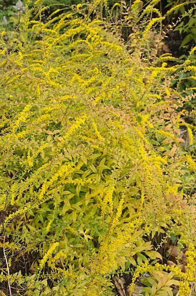 489114 - Rough goldenrod (Solidago rugosa)