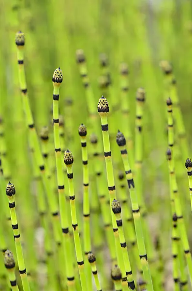 521180 - Rough horsetail (Equisetum hyemale)