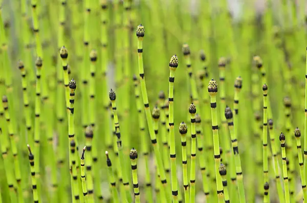 521181 - Rough horsetail (Equisetum hyemale)