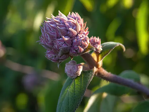 439088 - Rough-leaved hydrangea (Hydrangea aspera)