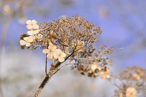 529087 - Rough-leaved hydrangea (Hydrangea aspera)