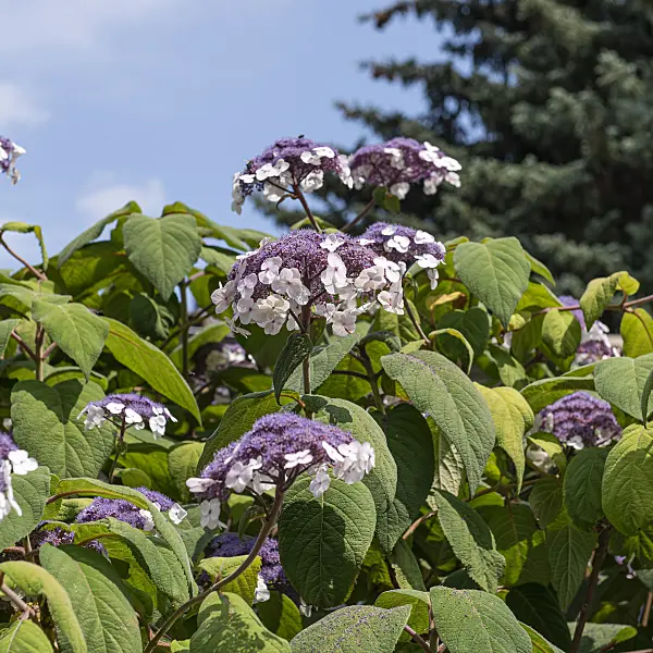 616235 - Rough-leaved hydrangea (Hydrangea aspera 'Macrophylla')