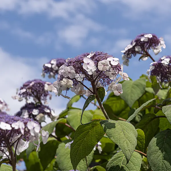 616236 - Rough-leaved hydrangea (Hydrangea aspera 'Macrophylla')