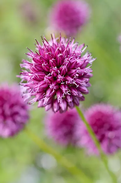 474183 - Round-headed leek (Allium sphaerocephalon)