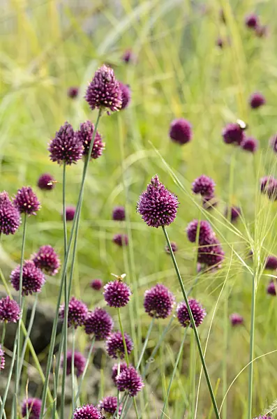 498081 - Round-headed leek (Allium sphaerocephalon)