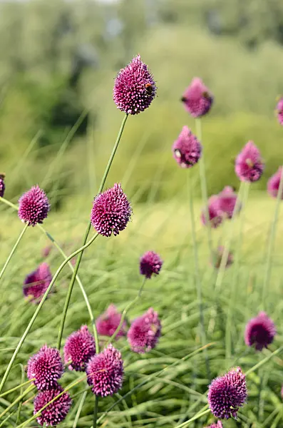 570109 - Round-headed leek (Allium sphaerocephalon)