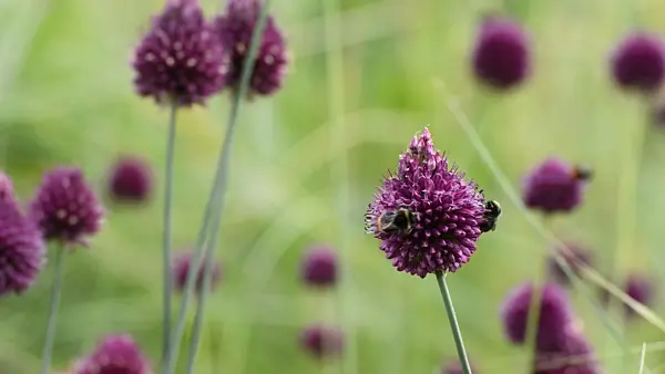 498099 - Round-headed leek (Allium sphaerocephalon) and bumble bees (Bombus)