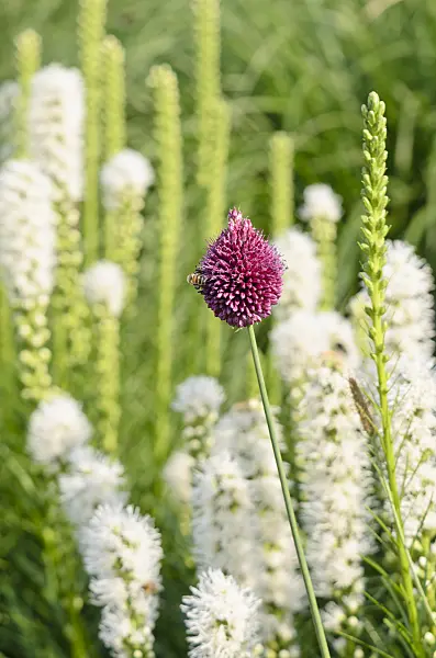 570112 - Round-headed leek (Allium sphaerocephalon) and dense blazing star (Liatris spicata 'Floristan White')