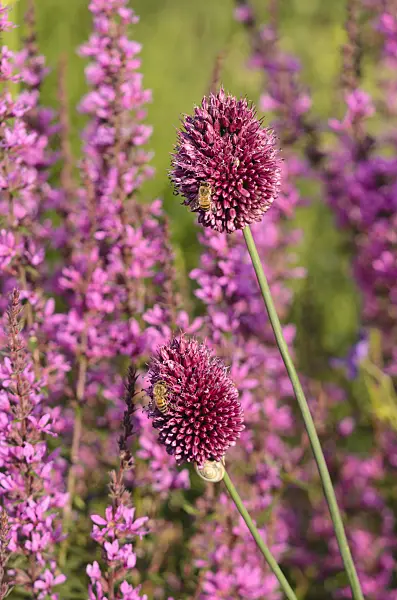 570120 - Round-headed leek (Allium sphaerocephalon) and European wand loosestrife (Lythrum virgatum)