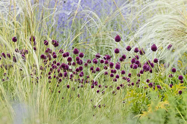 498082 - Round-headed leek (Allium sphaerocephalon), feather grass (Stipa barbata) and Russian sage (Perovskia abrotanoides)