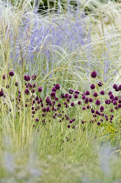 498083 - Round-headed leek (Allium sphaerocephalon), feather grass (Stipa barbata) and Russian sage (Perovskia abrotanoides)