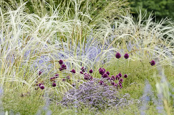 498084 - Round-headed leek (Allium sphaerocephalon), feather grass (Stipa barbata) and Russian sage (Perovskia abrotanoides)