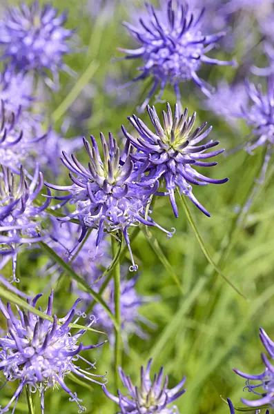 508537 - Round-headed rampion (Phyteuma orbiculare)
