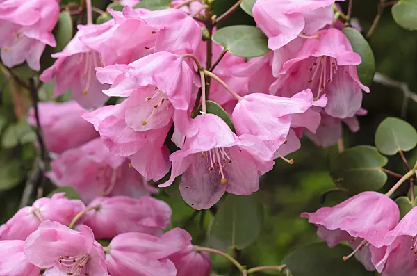 520101 - Round-leaf rhododendron (Rhododendron orbiculare)