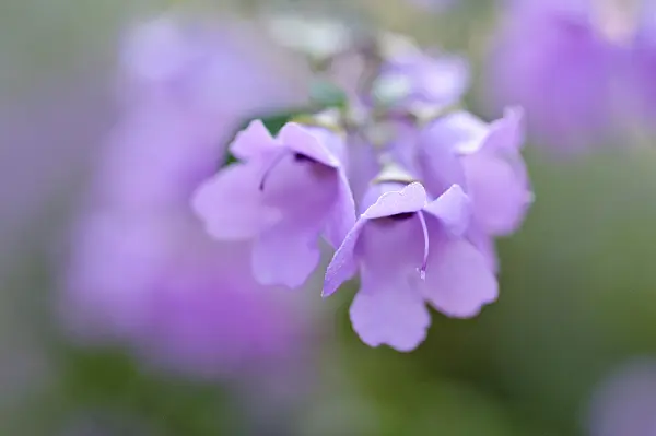 470046 - Round-leaved mint bush (Prostanthera rotundifolia)