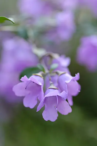 470047 - Round-leaved mint bush (Prostanthera rotundifolia)