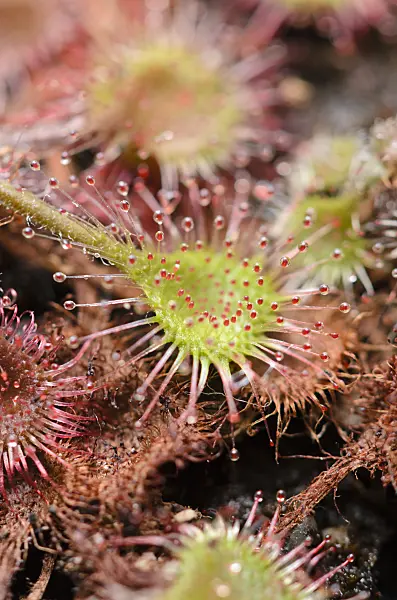 547349 - Round-leaved sundew (Drosera rotundifolia)