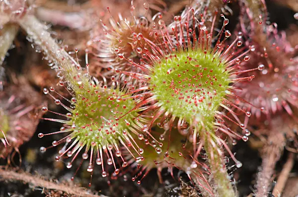 547350 - Round-leaved sundew (Drosera rotundifolia)