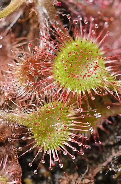547351 - Round-leaved sundew (Drosera rotundifolia)