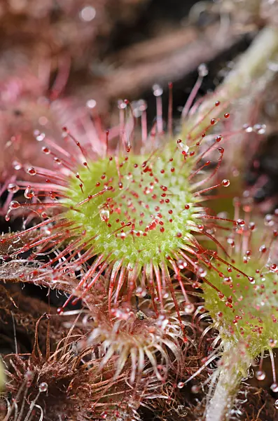 547352 - Round-leaved sundew (Drosera rotundifolia)