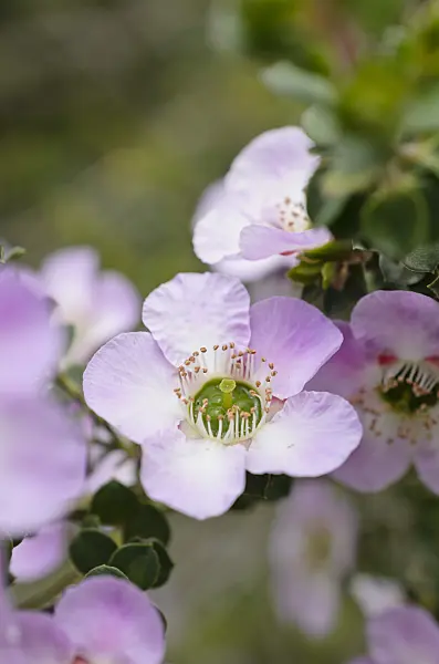 508496 - Round-leaved tea tree (Leptospermum rotundifolium)
