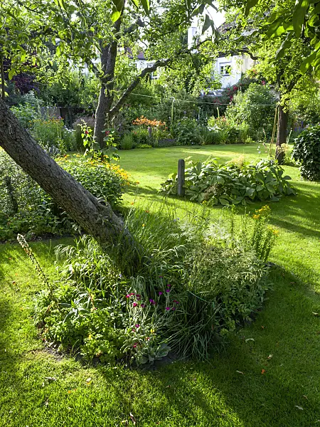 426335 - Row house garden with lawn and fruit trees