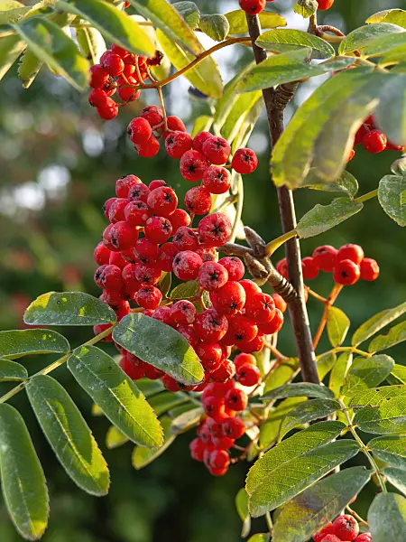 441193 - Rowan (Sorbus aucuparia)