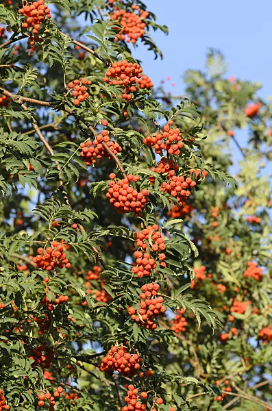 499062 - Rowan (Sorbus aucuparia)