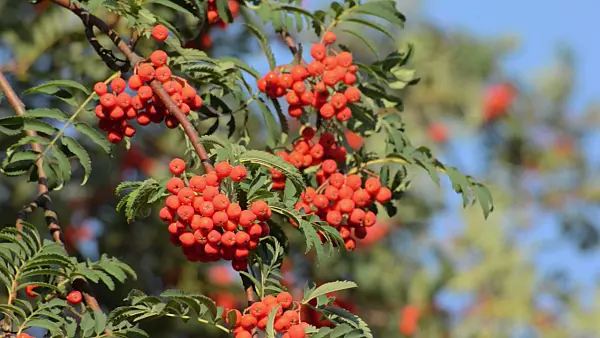 499072 - Rowan (Sorbus aucuparia)