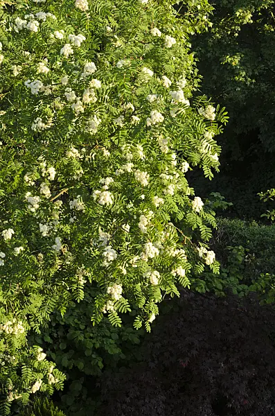 520270 - Rowan (Sorbus aucuparia)