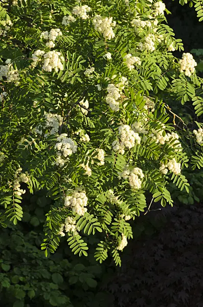 520271 - Rowan (Sorbus aucuparia)