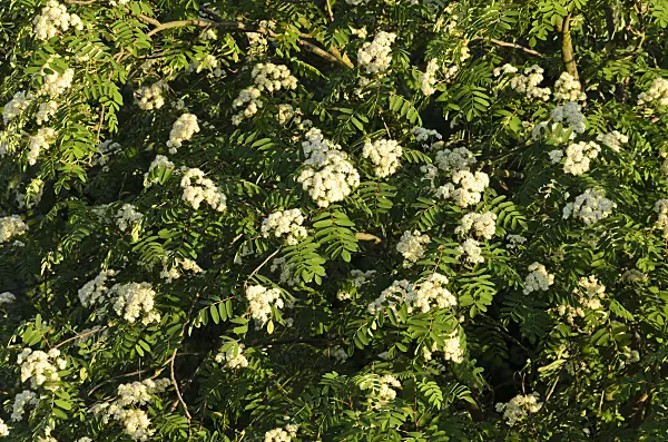 520272 - Rowan (Sorbus aucuparia)