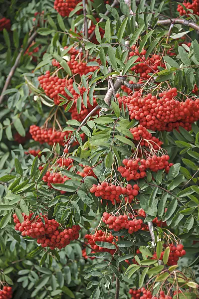 517383 - Rowan (Sorbus aucuparia 'Rosina')