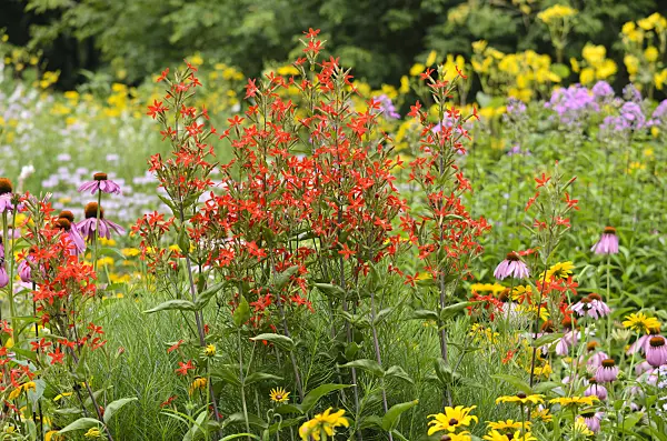 534349 - Royal catchfly (Silene regia)