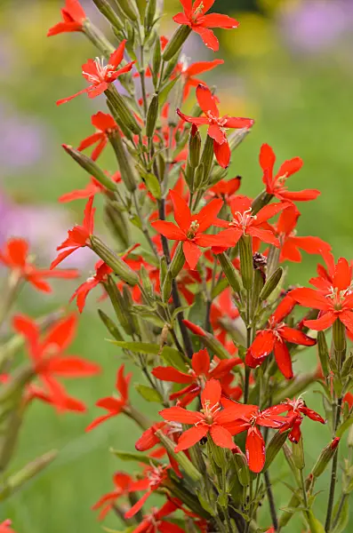 534350 - Royal catchfly (Silene regia)
