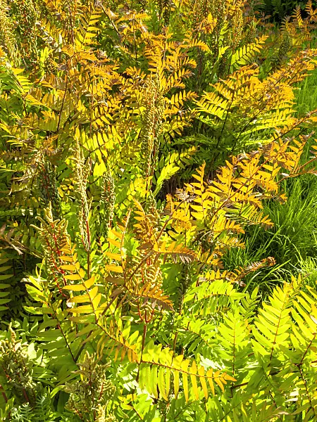 425092 - Royal fern (Osmunda regalis)