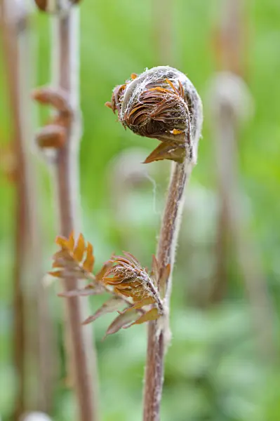 471174 - Royal fern (Osmunda regalis)