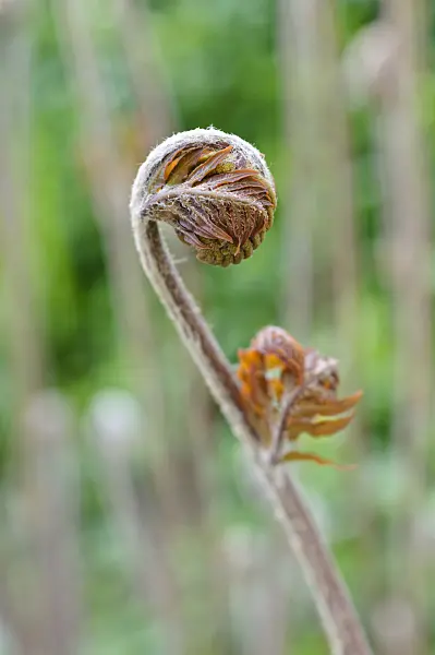 471175 - Royal fern (Osmunda regalis)