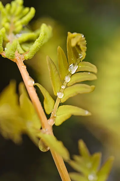 484124 - Royal fern (Osmunda regalis)