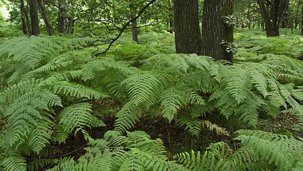 511299 - Royal fern (Osmunda regalis)