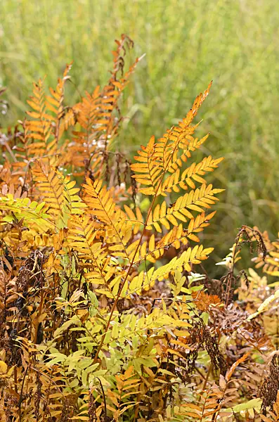 525393 - Royal fern (Osmunda regalis)