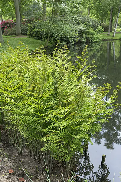 651414 - Royal fern (Osmunda regalis)