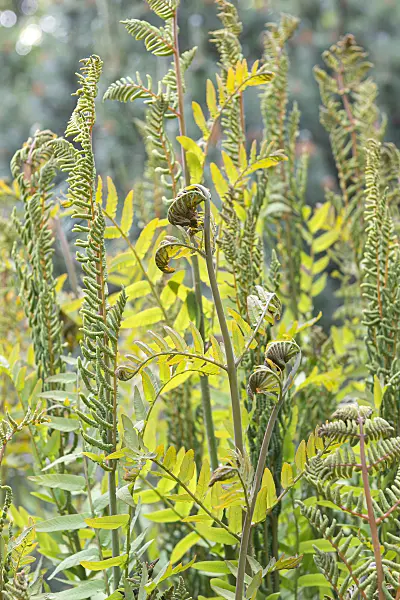 651415 - Royal fern (Osmunda regalis)