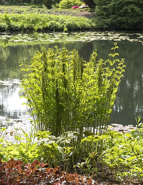 651416 - Royal fern (Osmunda regalis)