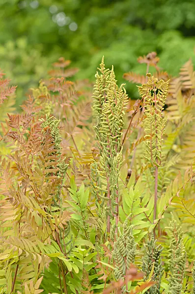 520353 - Royal fern (Osmunda regalis) with fertile fronds