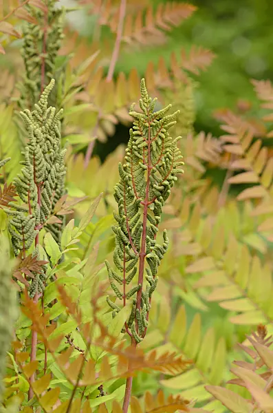 520354 - Royal fern (Osmunda regalis) with fertile fronds
