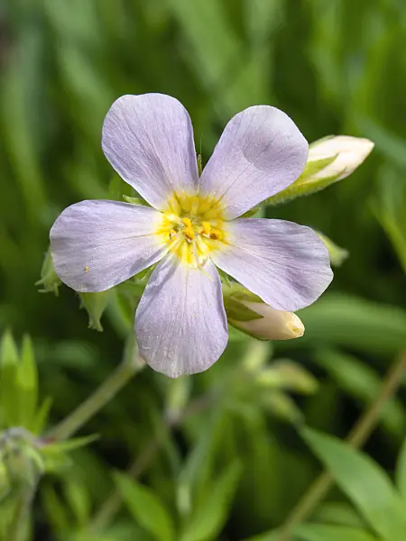 437347 - Royal Jacob's ladder (Polemonium carneum)