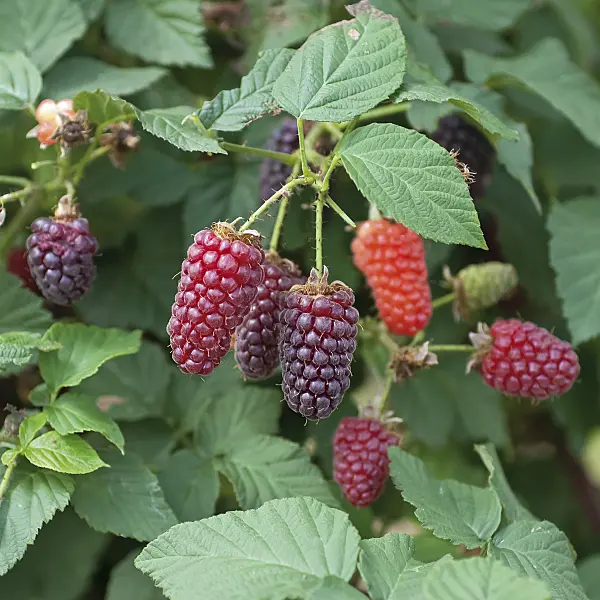 502420 - Rubus Tummelberry