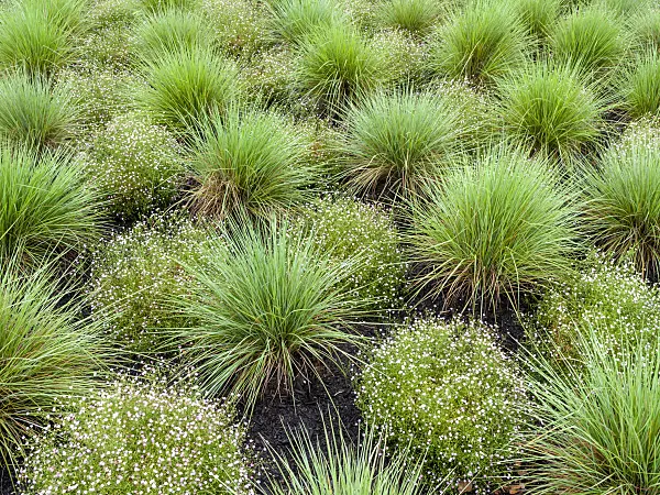 455407 - Ruby grass (Melinus nerviglumis) and gypsophila (Gypsophila)